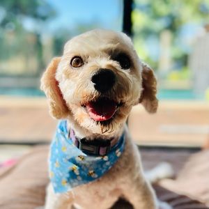 Meet your Posher, Isla